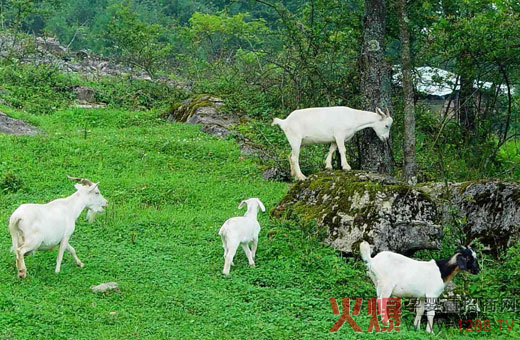 �������ݸ��|(zh��)���˜� ���̷��I(l��ng)��Ʒ��