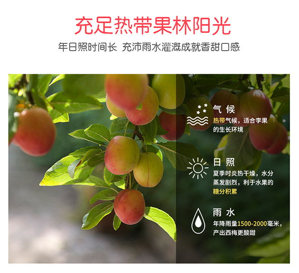 巴瑪熊蜂蜜加應(yīng)子 (8).jpg