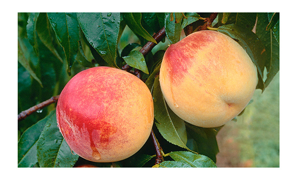 巴瑪熊黃桃干 (16).jpg