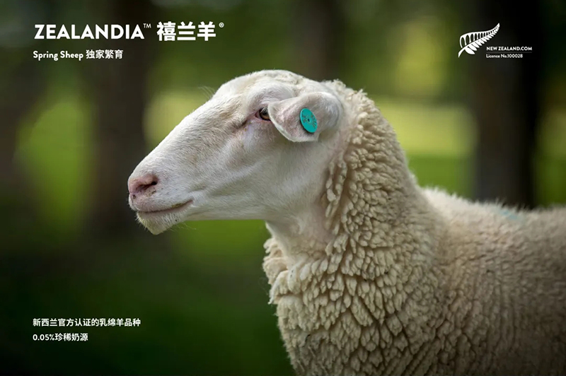 Spring Sheep���dȫ�d����׃��̷�����^ע���@�G����CBME05.jpg