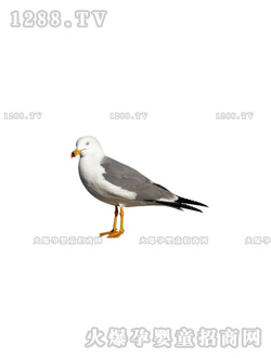 �����ٿƿ�֮�B(ni��o)�ƪ