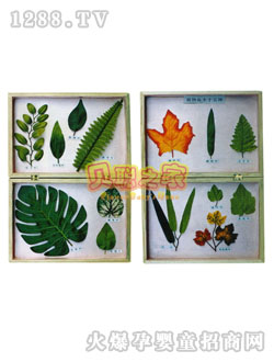 ؐֲ��˱��̾�